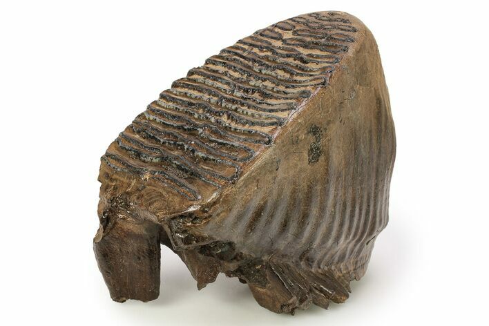 Woolly Mammoth Lower M Molar - North Sea Deposits #272819